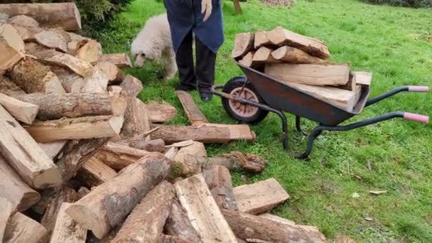 Pile Fallen Firewood Green Grass Stocks Heating Season Purchase Firewood — Wideo stockowe