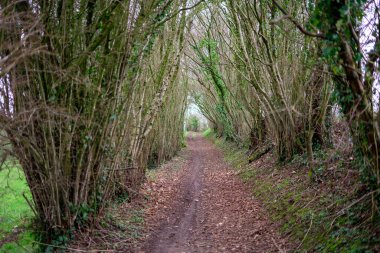 Path in the forest between rows of bushes in the countryside. Autumn or spring season.