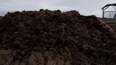 A large pile of manure on the field as fertilizer. Biological enrichment of mail fertility. Agriculture in France.