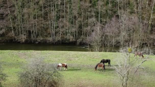 Prado Perto Rio Onde Cavalos Pastam Perto Montanha Coberta Árvores — Vídeo de Stock