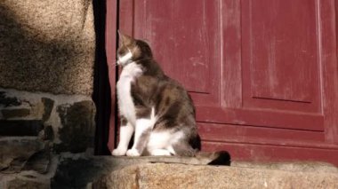 Kedi, evin kapısının yanında bekliyor. Şişko kedi eve gitmek istiyor. Güneşli bir gün.
