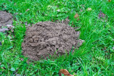 On the green grass, a breast of earth dug by a mole.