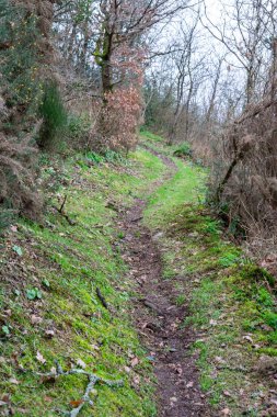 Dirt path in the forest. Path for travelers, hikers.