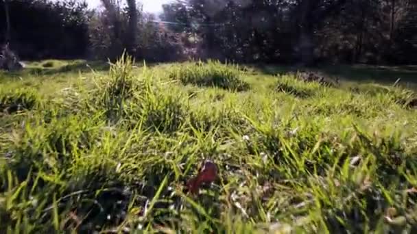 Flight Camera Unkempt Lawn Green Uneven Grass Rays Setting Sun — Vídeo de Stock