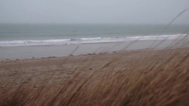 Deserted ocean coast in the cold season. Overcast weather. Dry grass sways in the wind.