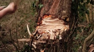 An ax cuts a tree. Close-up. An ax beats on a large tree.