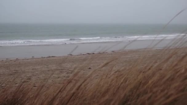 Deserted Ocean Coast Cold Season Overcast Weather Dry Grass Sways — Stockvideo