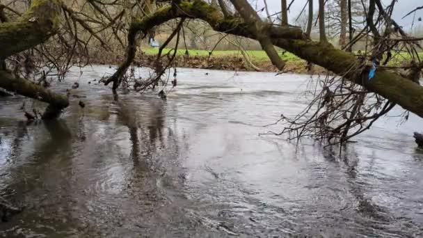 Падшее Дерево Воде Реки Плавный Поток Воды Весна Осень — стоковое видео