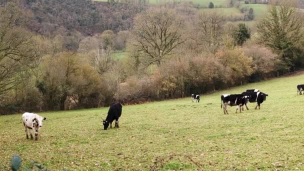 Meadow Grazing Cows Cows Pasture Rural Hilly Area France — Stock Video