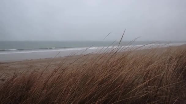 乾燥した草は 風の中で海 海の空の海岸の背景に揺れます 寒い季節 曇り空暗い天気 — ストック動画