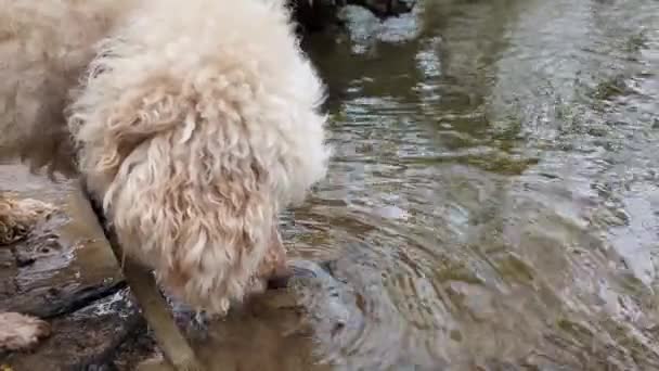 犬は川で水を飲む 散歩中に喉が渇いた犬 — ストック動画