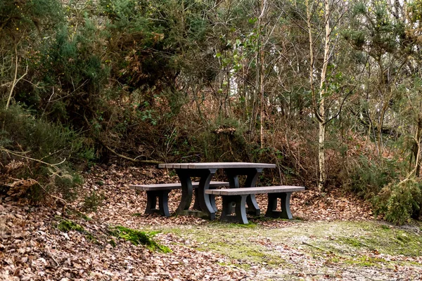 Table Avec Bancs Pour Détente Forêt Lieu Repos Pour Les — Photo