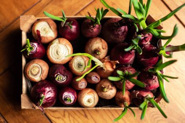 Kutuda taze soğan yetiştiriyorum. Evin içinde bahçıvanlık. Yeşil soğan gelişimi. Tov görünümü.