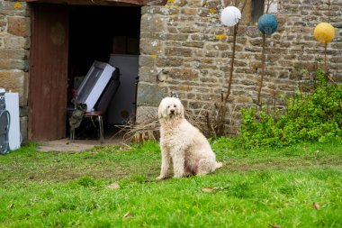 Köpek evin arka bahçesinde yeşil çimlerin üzerinde duruyor. Evcil köpek arkadaşı. Beyaz kraliyet kanişi