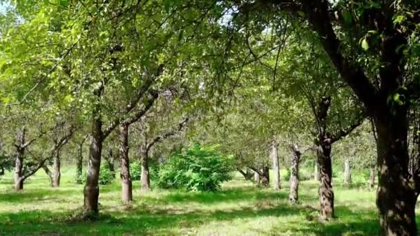 Güneşli Havada Yeşil Sıra Elma Ağaçlarının Manzarası — Stok video