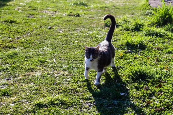 Cat Raised Tail Walks Green Grass Domestic Cat Walks Yard — Stock Photo, Image