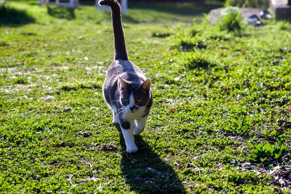 Cat Raised Tail Walks Green Grass Domestic Cat Walks Yard — Stock Photo, Image