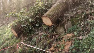 Ormanda kesilen iki ağaç. Ormanların tahrip edilmesi, çevre sorunları kavramı.