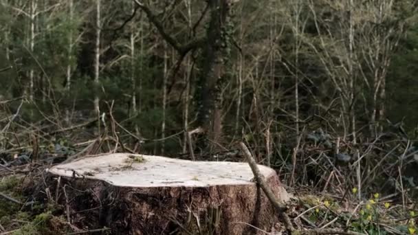 Tocón Árbol Aserrado Fondo Del Bosque Deforestación Concepto Problemas Ambientales — Vídeos de Stock