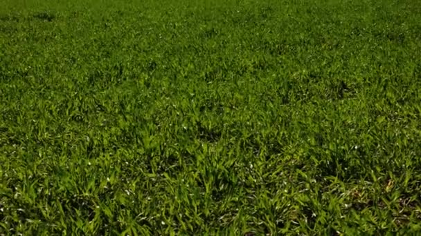 Het Gras Weide Beweegt Uit Wind Spruiten Van Groene Planten — Stockvideo