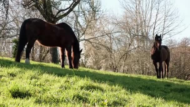 Två Hästar Betar Gräset Landsbygdsområde Frankrike — Stockvideo