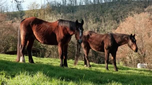 Två Hästar Betar Gräset Landsbygdsområde Frankrike — Stockvideo