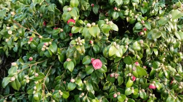 Närbild Japansk Camellia Buske Svajande Vinden — Stockvideo