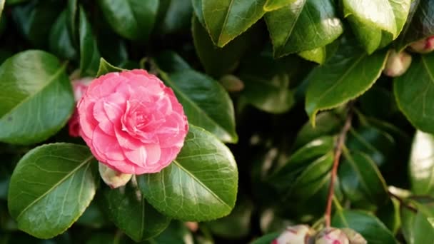 Nærbillede Japansk Camellia Blomst Svajer Vinden – Stock-video