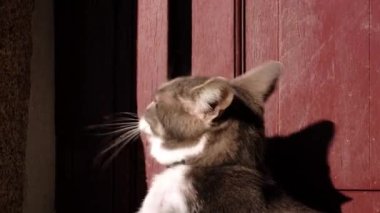 Evin kapısının yanında bir kedinin portresi bekliyor. Şişko kedi eve gitmek istiyor. Güneşli bir gün. Yakın çekim görünümü.