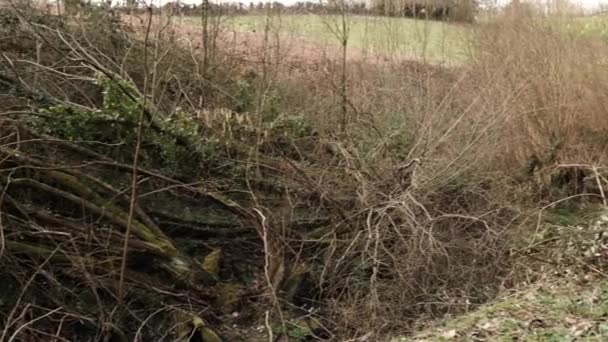 枯死的老树和灌丛 溪流边的一个斜坡 许多树都因天气和衰老而被砍倒了 — 图库视频影像