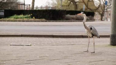 Bir balıkçıl yağmur altında bir şehir caddesinde yürüyor. Hollanda 'da kaldırım boyunca yürüyen meraklı bir kuş..