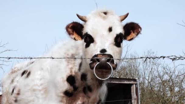 奶牛在铁丝网后面 一头白色和黑色的奶牛 鼻环在蓝天上 动物保护 — 图库视频影像