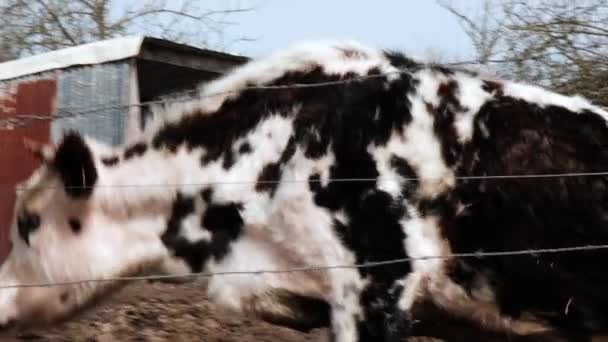 Kráva Ostnatým Drátem Leží Vstává Bílá Černá Kráva Kroužkem Nose — Stock video