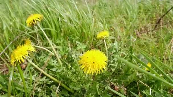 草や黄色のタンポポが風に揺れる 自然の背景 牧草地 — ストック動画
