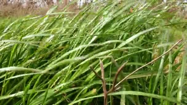 Grass Sways Wind Close Wild Large Grass Field — Stock Video
