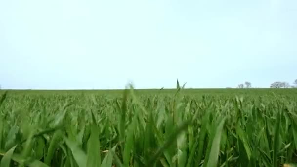 Veld Met Groene Spruiten Tegen Lucht Landbouw Landbouw — Stockvideo