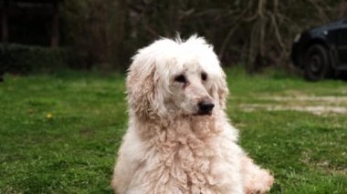 Köpek yeşil çimlere uzanıyor ve etrafına bakıyor. Kraliyet kanişi.