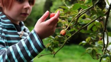 Çocukların toplanması. Çocuk yaban gülü kalçası topluyor. Çocuklara bilişsel aktivitelerle öğretmek.