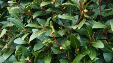 Laurel bush. Bitmeyen yeşil körfez yapraklarının büyüyen dalları.