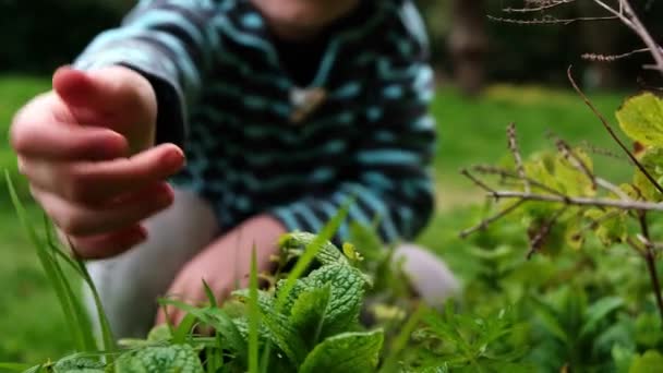 Verzamelen Van Kinderen Jongen Verzamelt Muntblaadjes Natuur — Stockvideo