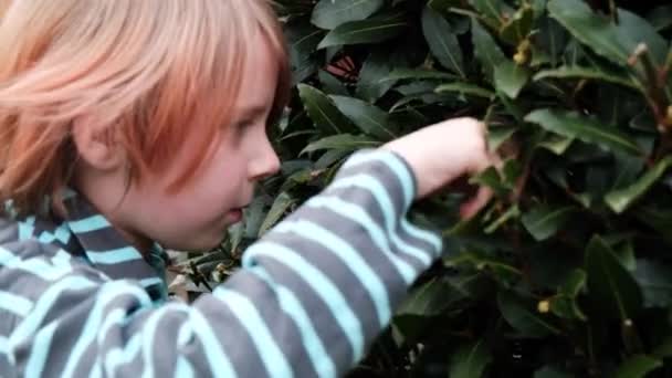 Verzamelen Van Kinderen Jongen Bij Laurierstruik Verzamelt Bladeren Nieuwsgierigheid Van — Stockvideo