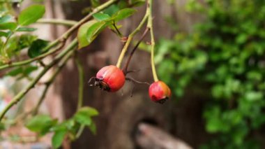 Rosehip böğürtleni rüzgarda sallanıyor. Böğürtlen toplama.