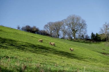 Koyun yeşil çayırda otluyor. Fransa kırsalında.