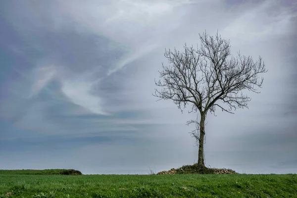 Freistehender Trockener Baum Gegen Den Himmel Umweltkonzept Umweltschutz Platz Für — Stockfoto