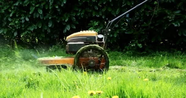 Man Mows Grass Lawn Mower Unrecognizable Man Rolls Trimmer Grass — Stock Video