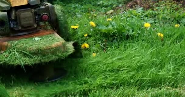 Rasenmäher Funktionieren Der Rasentrimmer Fährt Und Schneidet Das Gras Gartenarbeit — Stockvideo