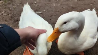 Kazları elle okşuyorum. Hayvan bakımı, kaz yetiştirme..