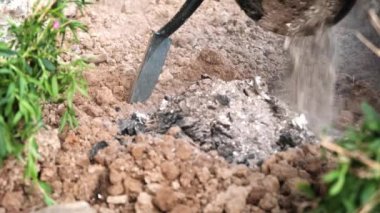 Toprağı külle gübrelemek. Toprağı kazıyorum. Yerleştirme için hazırlanılıyor.
