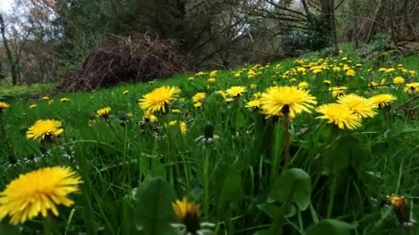 Блейд Кульбабами Зелена Трава Сонячний День Природа Спокій — стокове відео