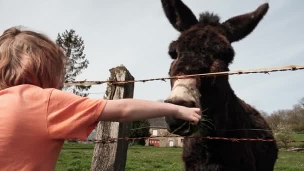 Çocuk Eşek Otunu Besler Çocuk Hayvanlar Arasındaki Etkileşim Kırsal Kesimde — Stok video